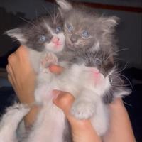 Gatti gattini