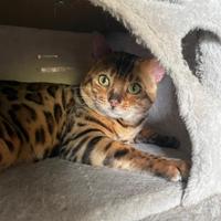 Gatto bengala per monta