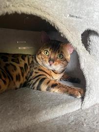 Gatto bengala per monta