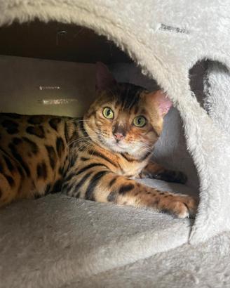 Gatto bengala per monta