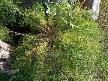 N.2 piante di asparagina