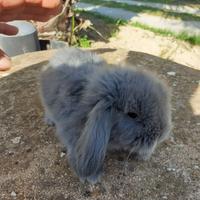 Conigli ariete nani lop