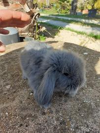 Conigli ariete nani lop