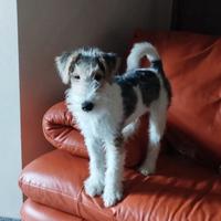 Cuccioli fox terrier