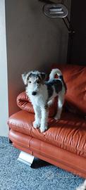 Cuccioli fox terrier