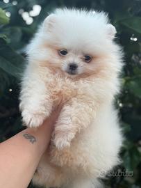 Spitz nano di pomerania