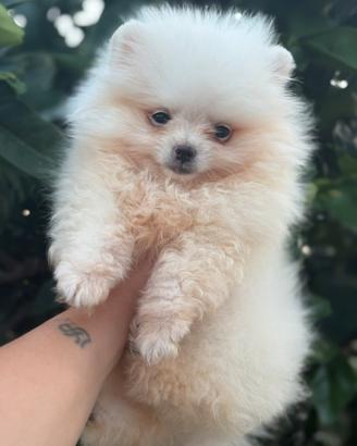 Spitz nano di pomerania