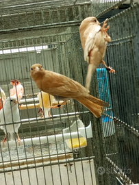 Ciuffolotti messicani