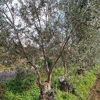 piante ulivo