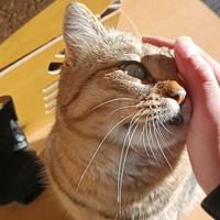 Mango vuole una nuova casa