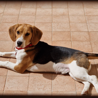 Beagle maschio di 15 mesi
