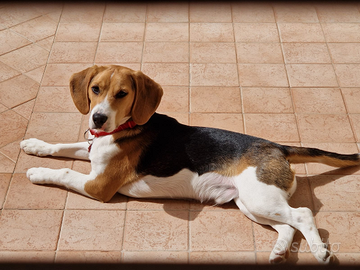 Beagle maschio di 15 mesi