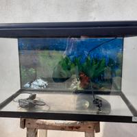 Acquario