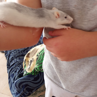 Ratti domestici dumbo allevati a mano