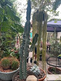 Cactus euphorbia