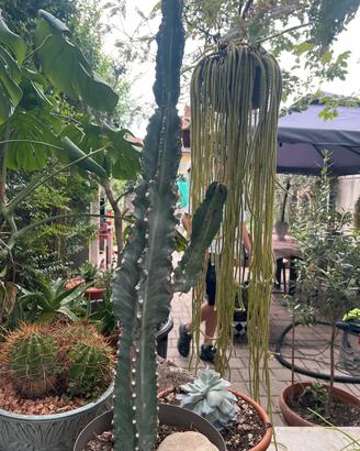 Cactus euphorbia