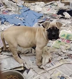 American bully standard