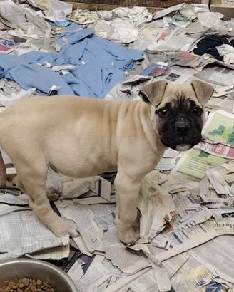 American bully standard