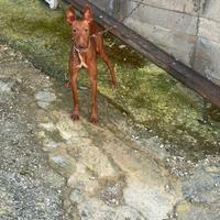 Cirneco dell'Etna