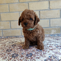 Barboncini toy e nani