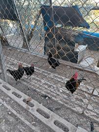 Galline e galli