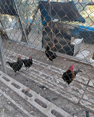 Galline e galli