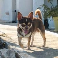 Chihuahua maschio per accoppiamento, monta