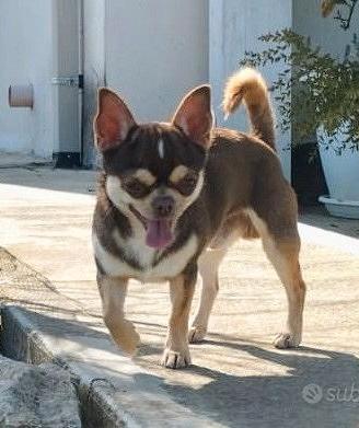 Chihuahua maschio per accoppiamento, monta