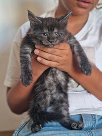 Cuccioli di gattini Maine Coon con Pedigree