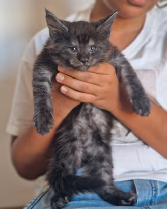 Cuccioli di gattini Maine Coon con Pedigree