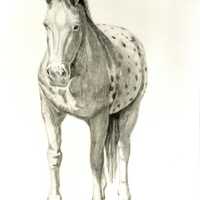 Disegno matita con cornice