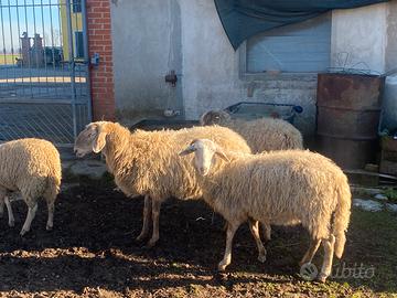 2 pecore a scelta dalle foto