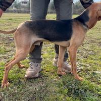 Segugio italiano da lepre