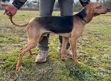 Segugio italiano da lepre