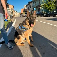 Pastore tedesco per monta