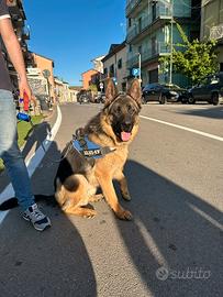 Pastore tedesco per monta
