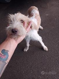 Cucciola di spinone ritrovata per strada