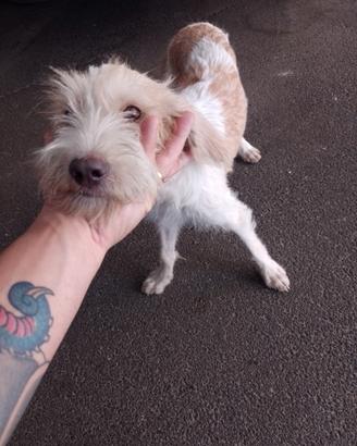 Cucciola di spinone ritrovata per strada