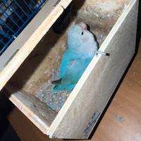 Coppia inseparabili con uova