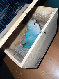 Coppia inseparabili con uova