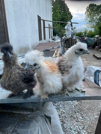 Galline Moroseta