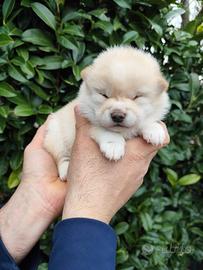 Dolce Shiba