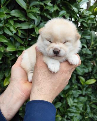 Dolce Shiba