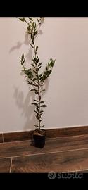 ilex tartufo nero microrizzate