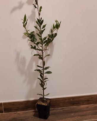 ilex tartufo nero microrizzate