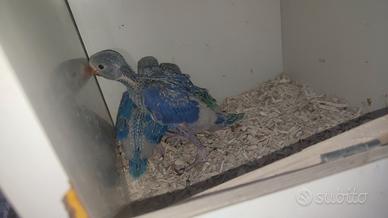 Baby parrocchetto dal collare da inbecco