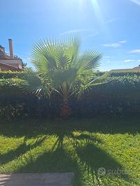 palma