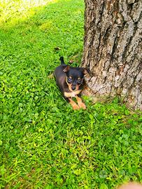 Cucciolo di Pinscher
