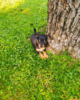 Cucciolo di Pinscher