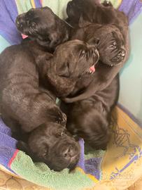 Cuccioli cane corso